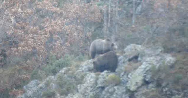 Exemplars d'os bru localitzats al Pirineu.