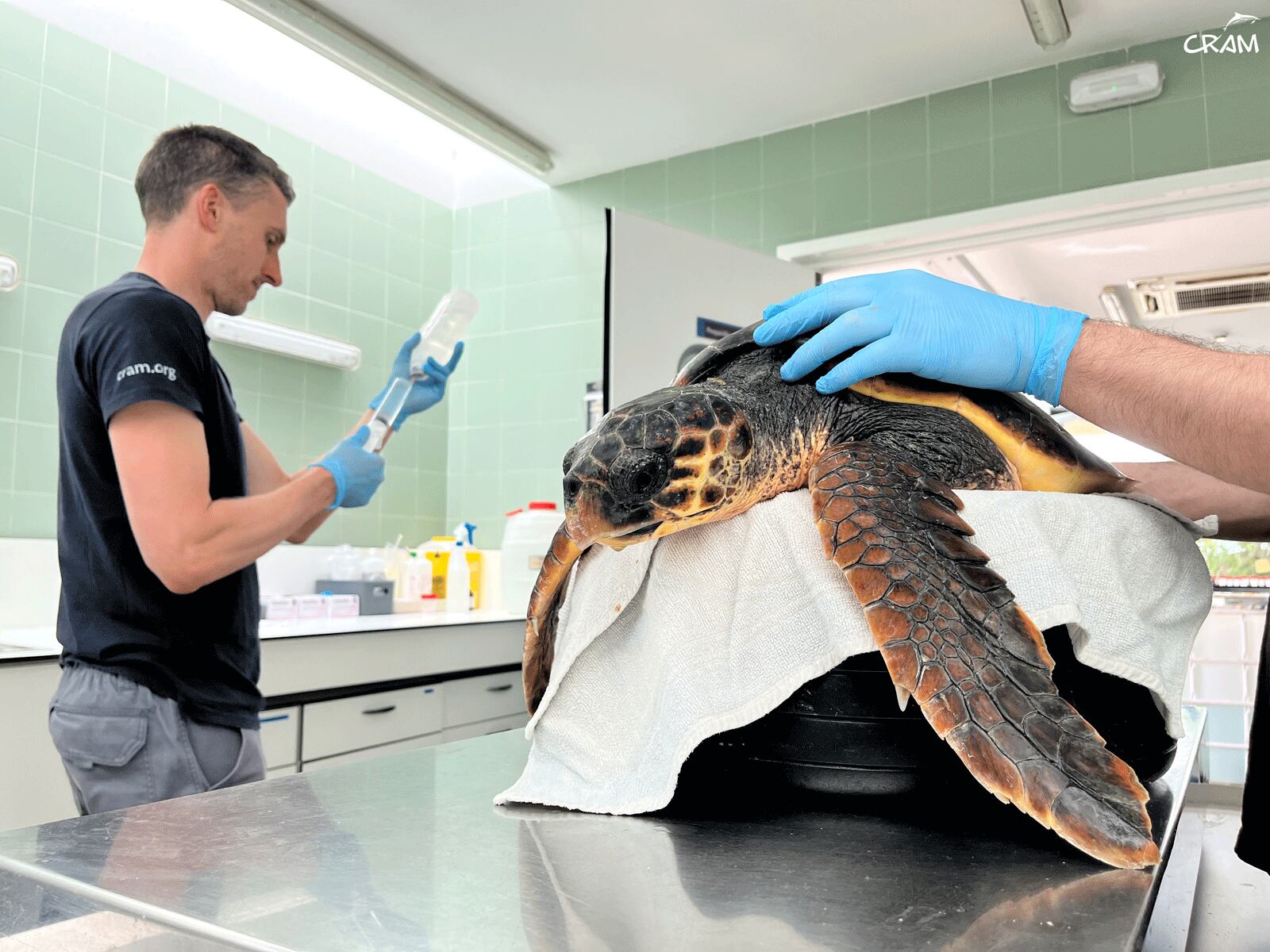 La tortuga 'Marinada' , la pacient 32 d'aquest any al CRAM