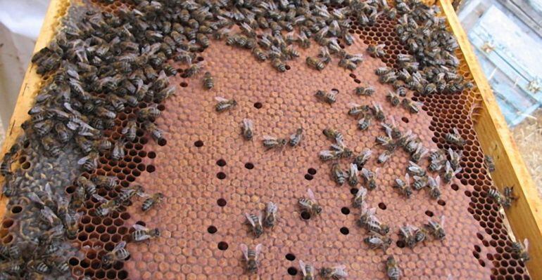 Cientos de abejas en un panal.