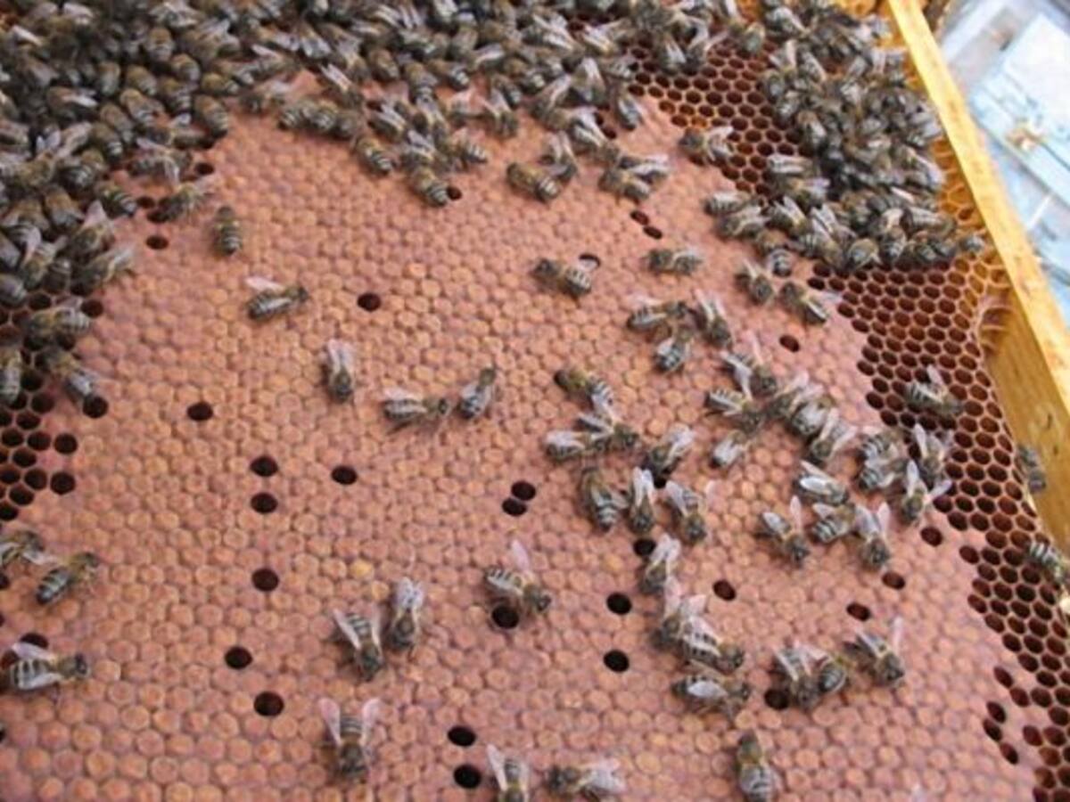 Apicultura, un sector que busca recuperarse