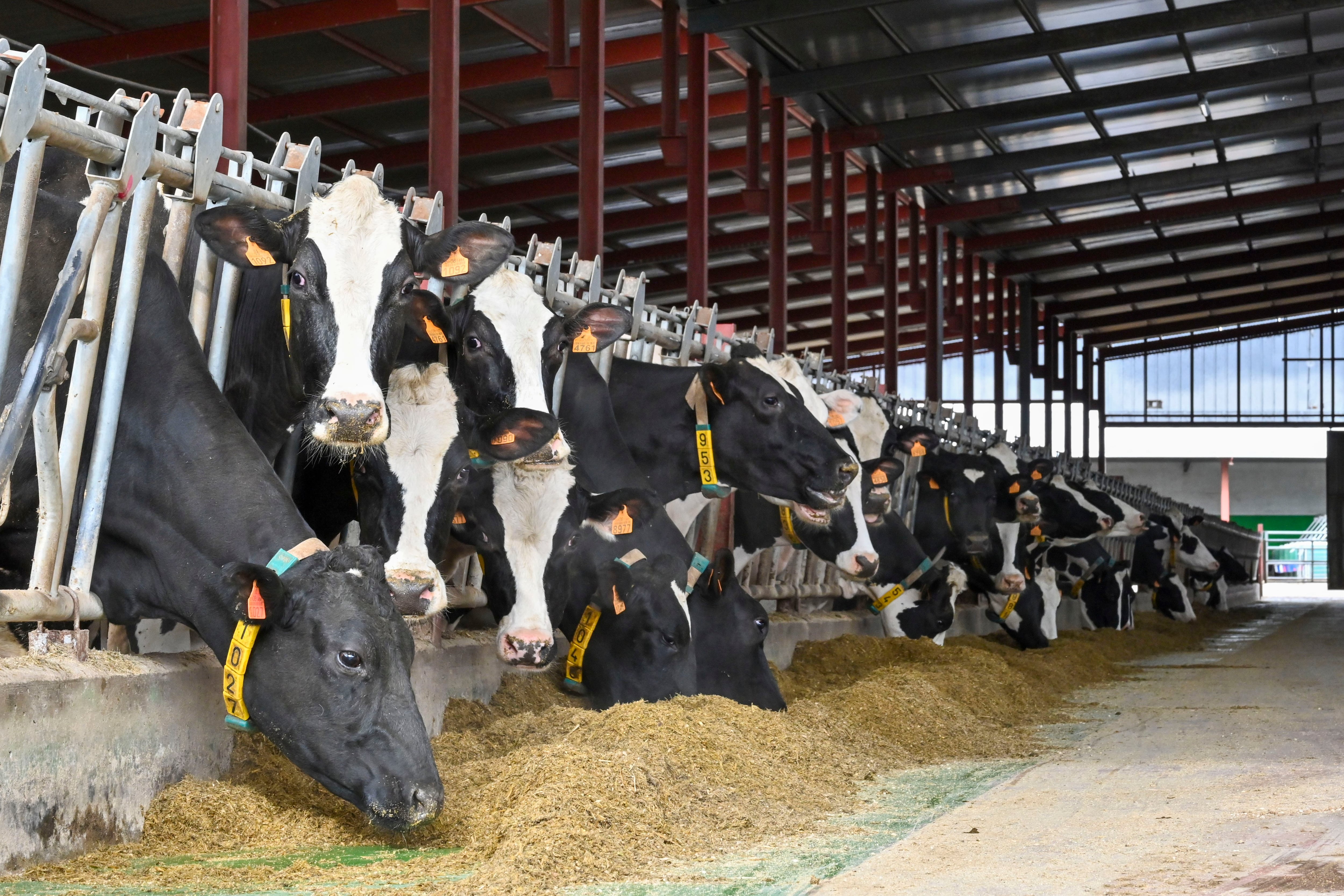 DEHESA DE ROMANOS, 25/02/2025.- Vacas frisonas en la explotacion ganadera de los Hermanos Fernández Martín. EFE/Almudena Álvarez