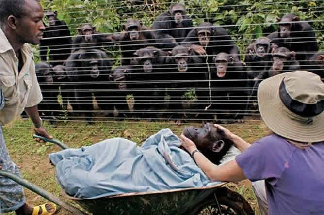 La imagen en la que un grupo de chimpancés asiste desolado al traslado de un miembro muerto del grupo publicada en el número de noviembre de la revista National Geographic da la vuelta al mundo