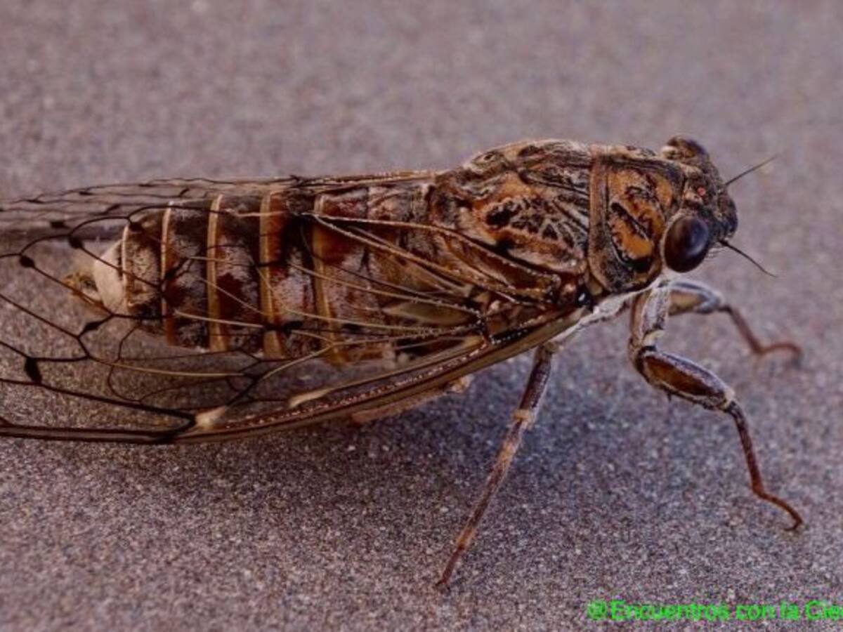 Desmontando mitos sobre las cigarras veraniegas