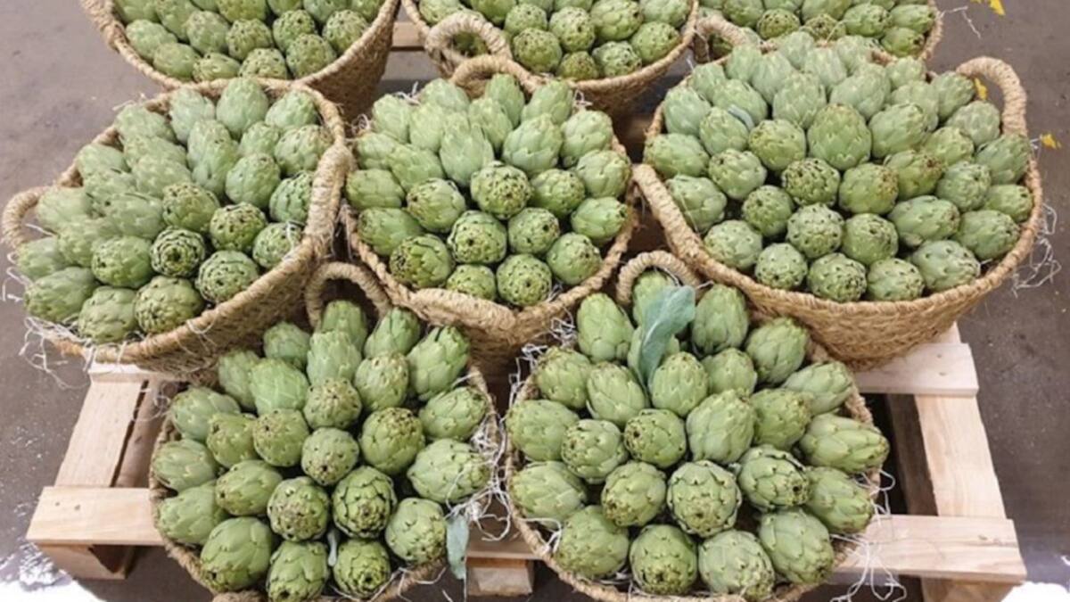 La alcachofa híbrida busca mercado en España