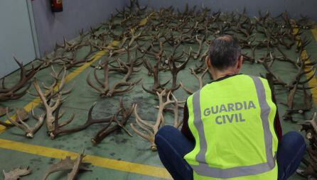 Trofeos de caza incautados por la Guardia Civil.