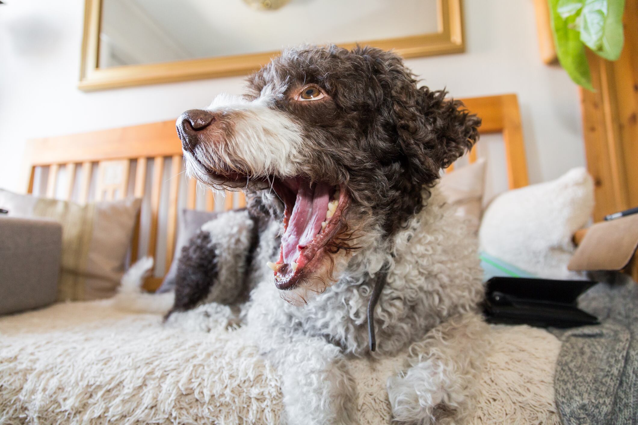 Ejemplar de pero de agua.