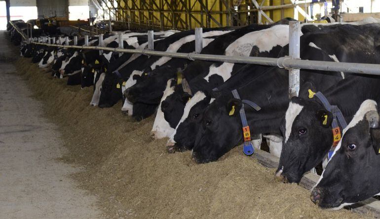 Un granja de vaques.