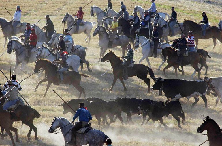 Imagen de los encierros de Cuéllar en su tramo por el campo