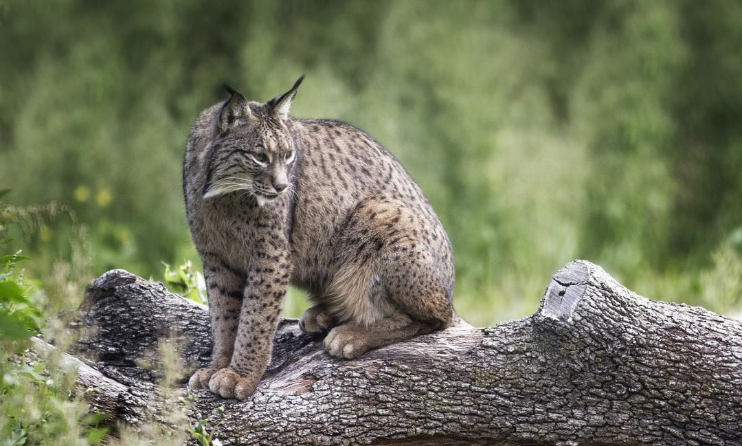 Ejemplar de lince ibérico (Lynx pardinus)