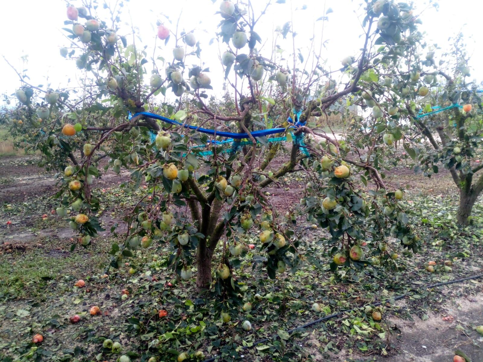 Imagen de archivo de un árbol de caquis en Quatretonda