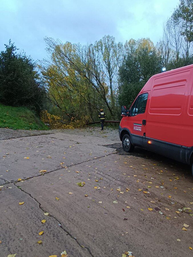 Árboles caidos obstaculizan el tránsito en la carretera provincial que comunica Rabanales y Tolilla, en Aliste.