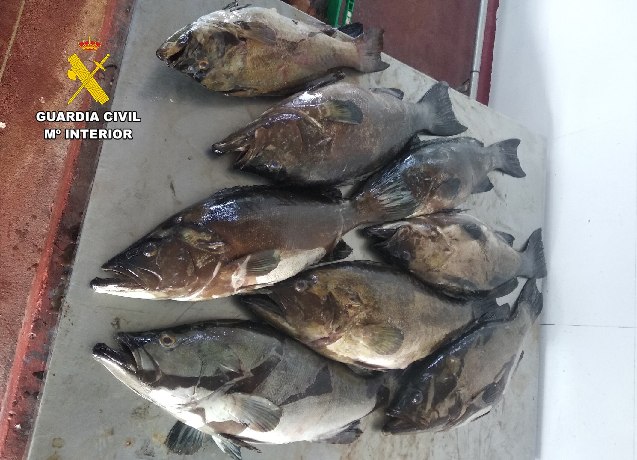 Pescados obtenidos de manera ilegal