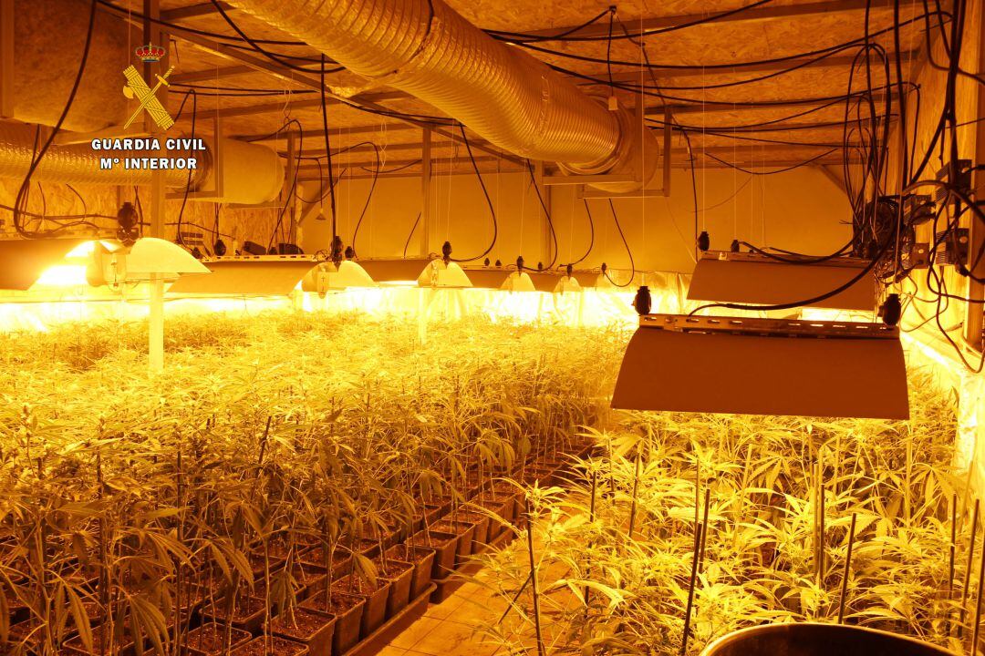 Imagen de la plantación de marihuana. 