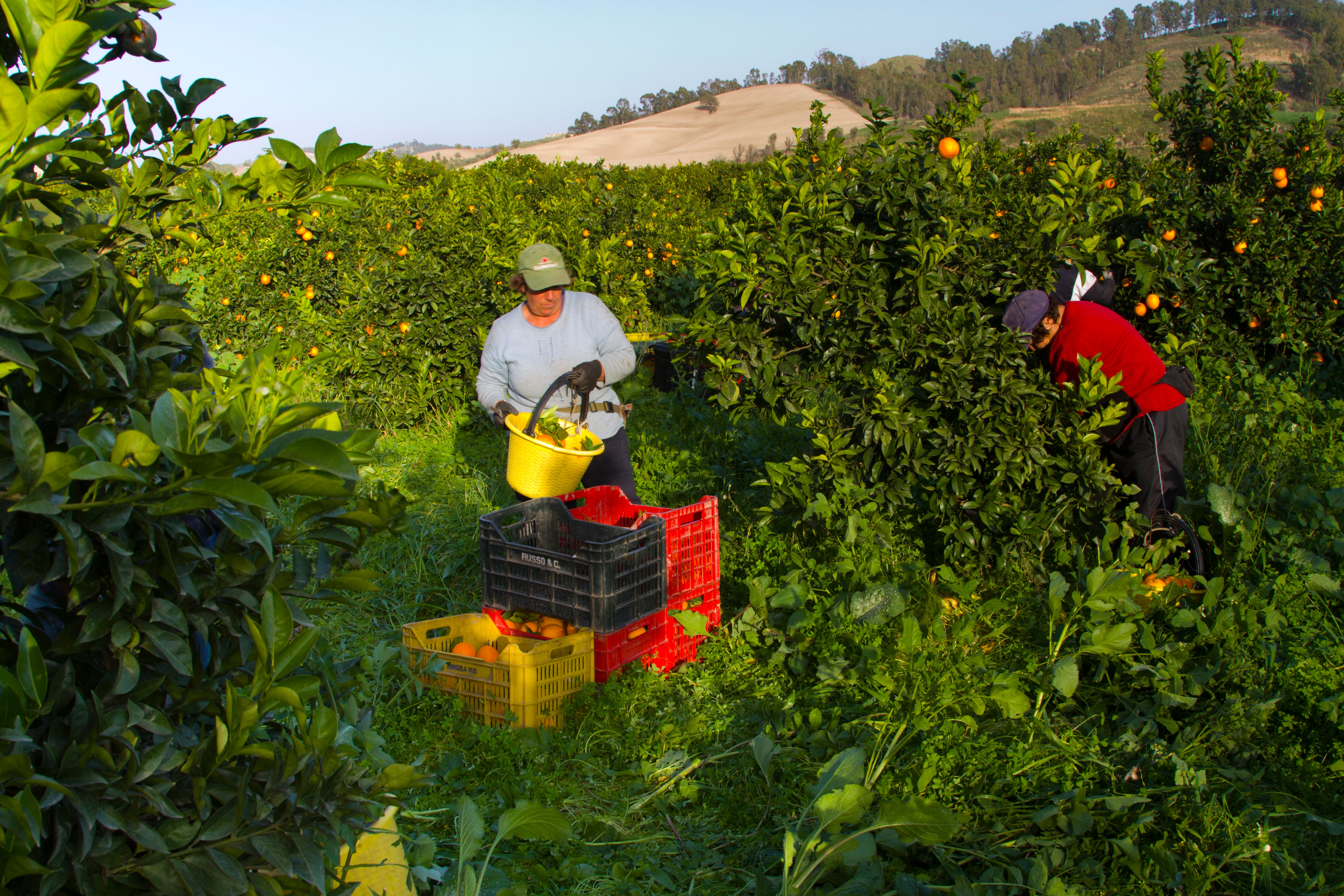 Un jornalero recoge naranjas. Fuente: Getty Images