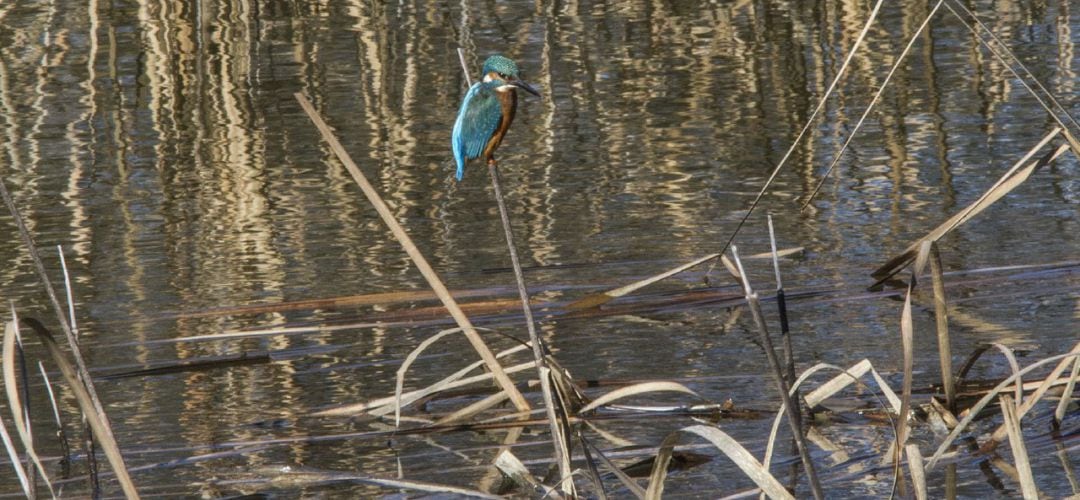 Laguna Campillo de Rivas-Vaciamadrid