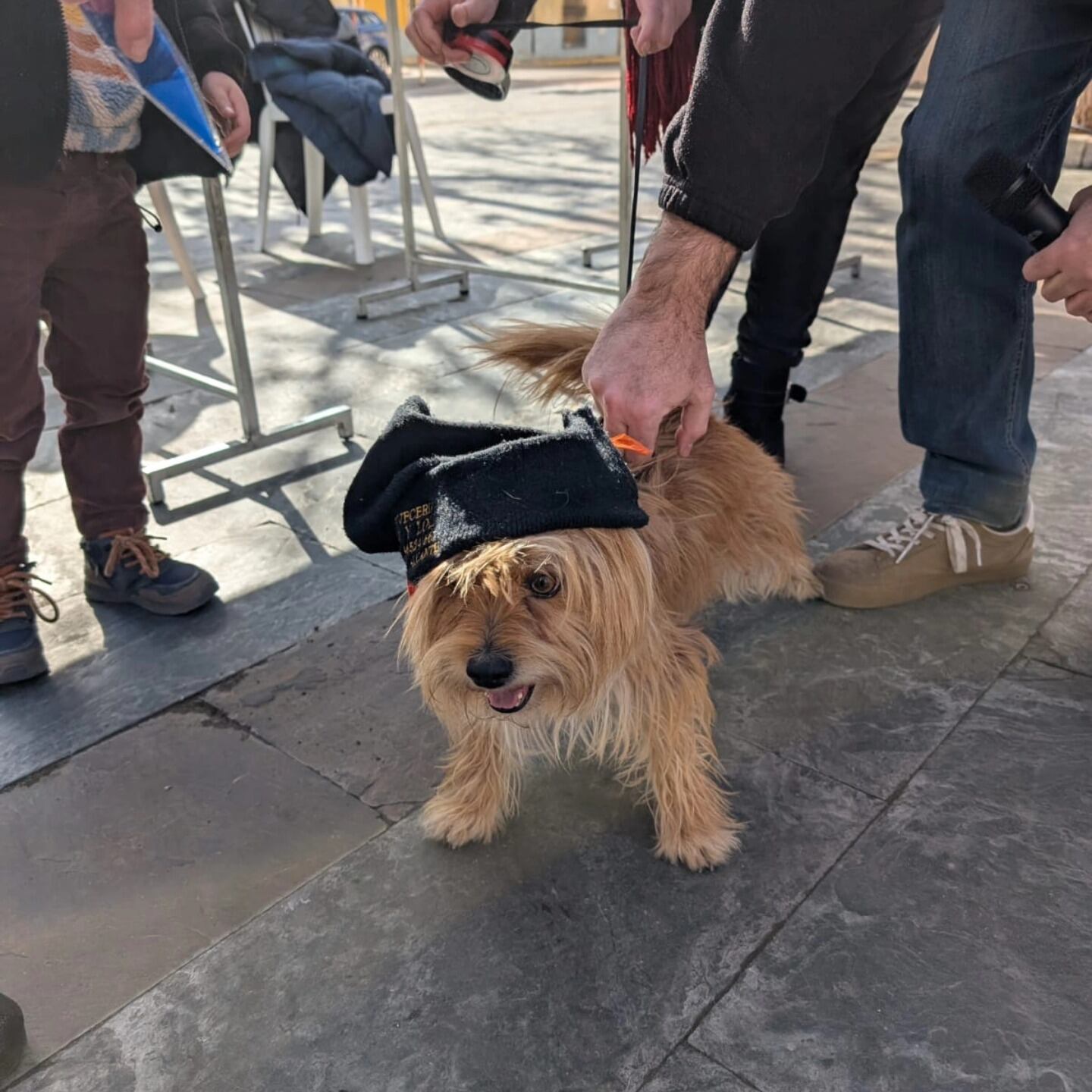 Pasarela de animales en Beneixama