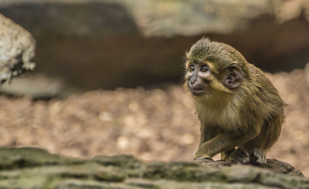 Cría de primate de la especia talapoin