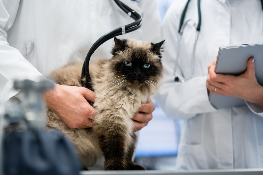 En la provincia de Valencia hay registradas casi 500 clínicas veterinarias. 