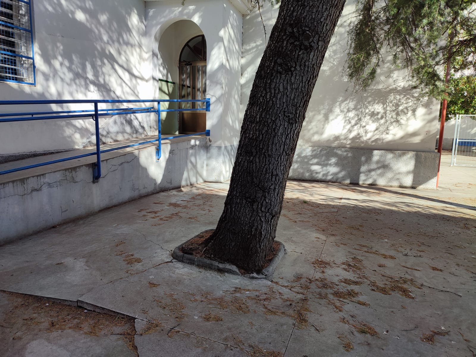 Árbol del patio del IES Ramón y Cajal de Huesca