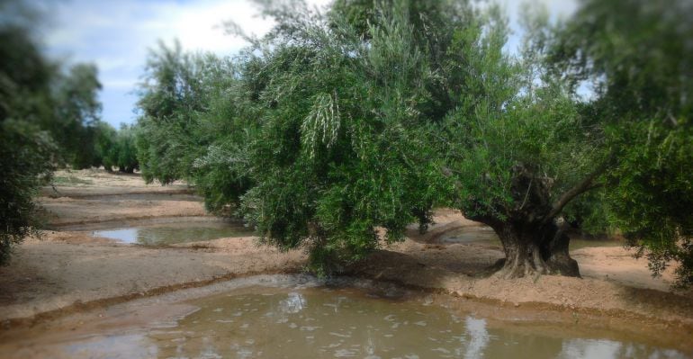 Olivar de la provincia durante un período de regadío. 