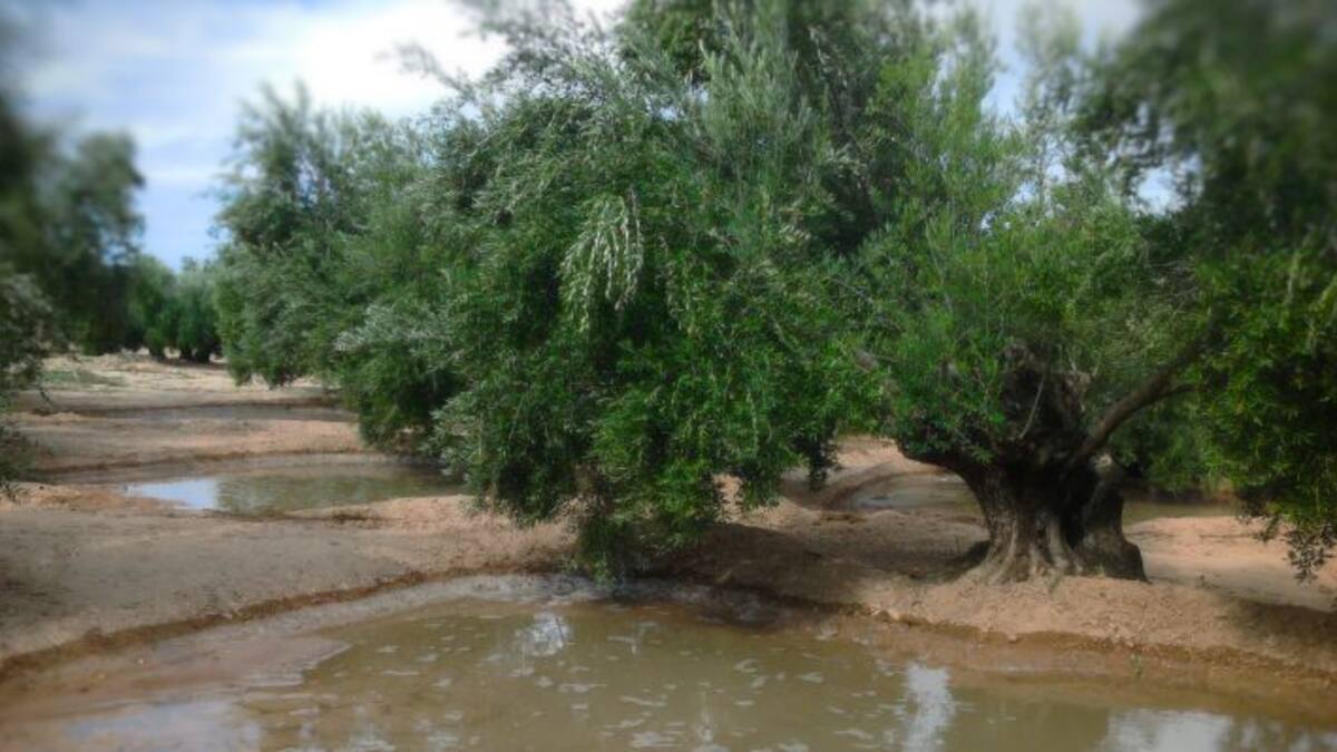 El secano del interior de Castellón, quien más respira tras las últimas lluvias: "el olivar o el almendro son los que realmente han ganado"