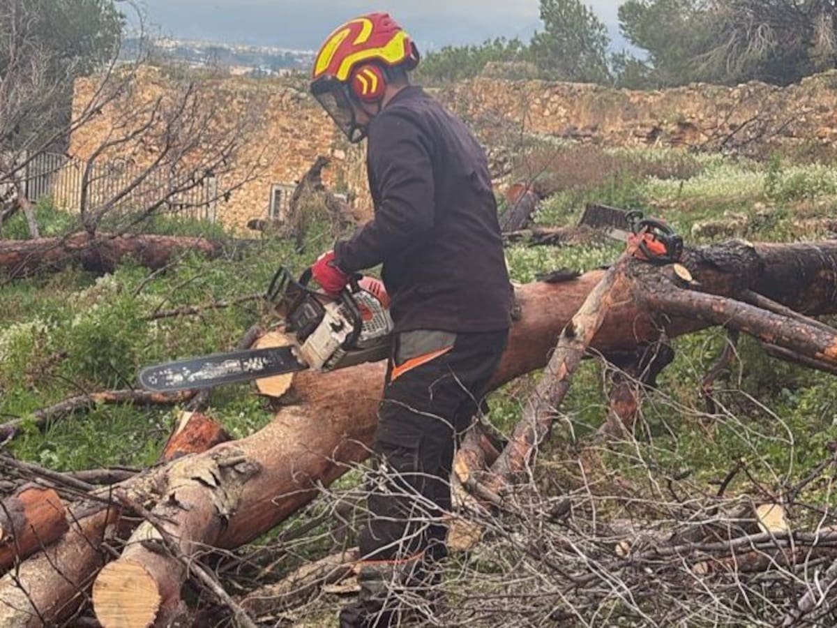 Pepe Doménech, concejal de Parques y Jardines acerca de la tala de árboles del Castillo de Dénia