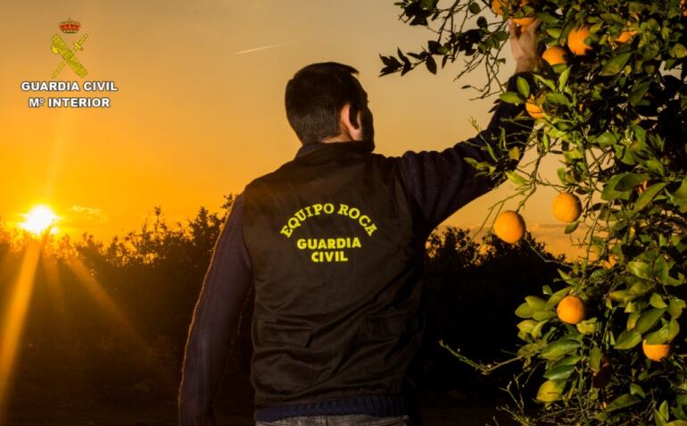 Miembro del Equipo Roca en un campo de naranjas