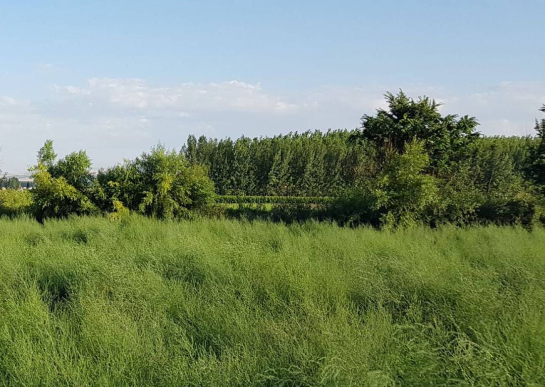 Espárragos en la Vega de Granada, a la altura de Fuente Vaqueros, con el paisaje de fondo de las alamedas