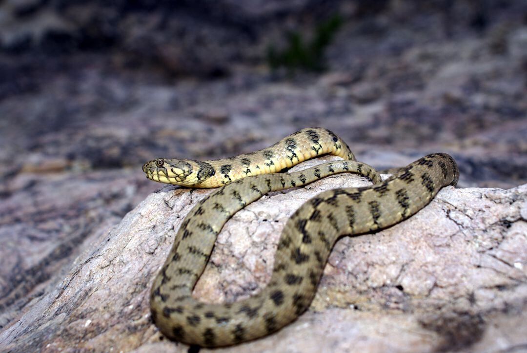 Imagen de archivo de una serpiente de herradura