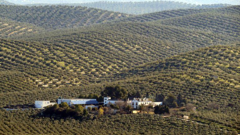 Olivar en la zona de Baena