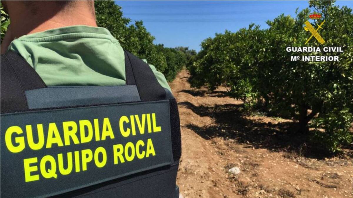 Despliegue de agentes para frenar la oleada de robos en el campo: "Este año se nos estaba yendo de las manos"