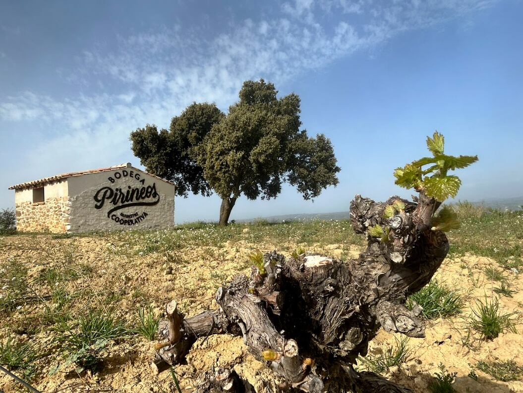 Viñedo El Mon con la brotación de Moristel y distintivo de David Gatta. Foto: Bodega Prineos