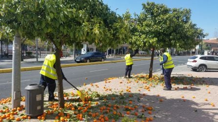 Vareando naranjos