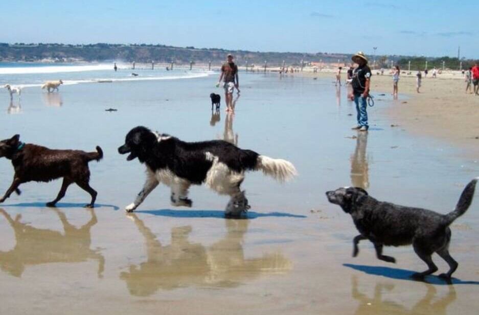 Mayte, en el programa Hoy por Hoy, también ha ofrecido recomendaciones para el cuidado de las mascotas en la playa.