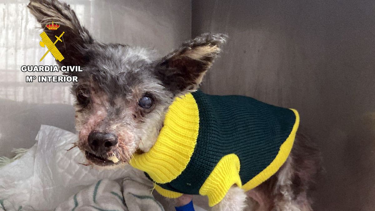 La Guardia Civil investiga a un vecino de Águilas por un delito de maltrato animal