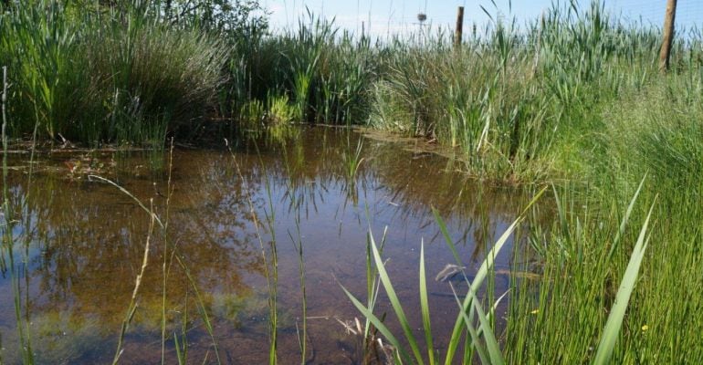 Una de las charcas donde están las especies de anfibios en Soto del Real