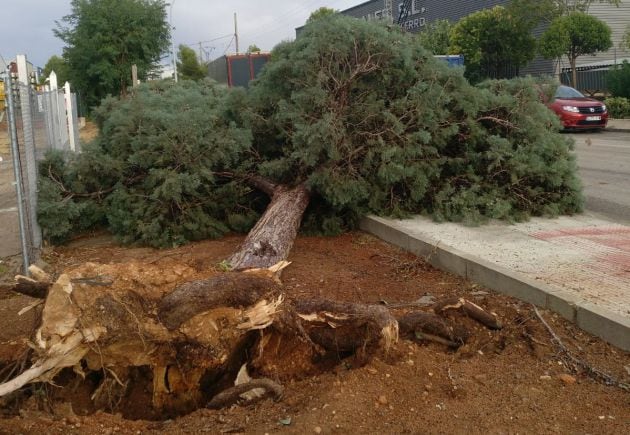 Árbol derribado por el viento y la lluvia en Valdepeñas