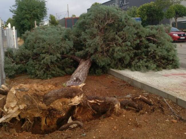 Árbol derribado por el viento y la lluvia en Valdepeñas