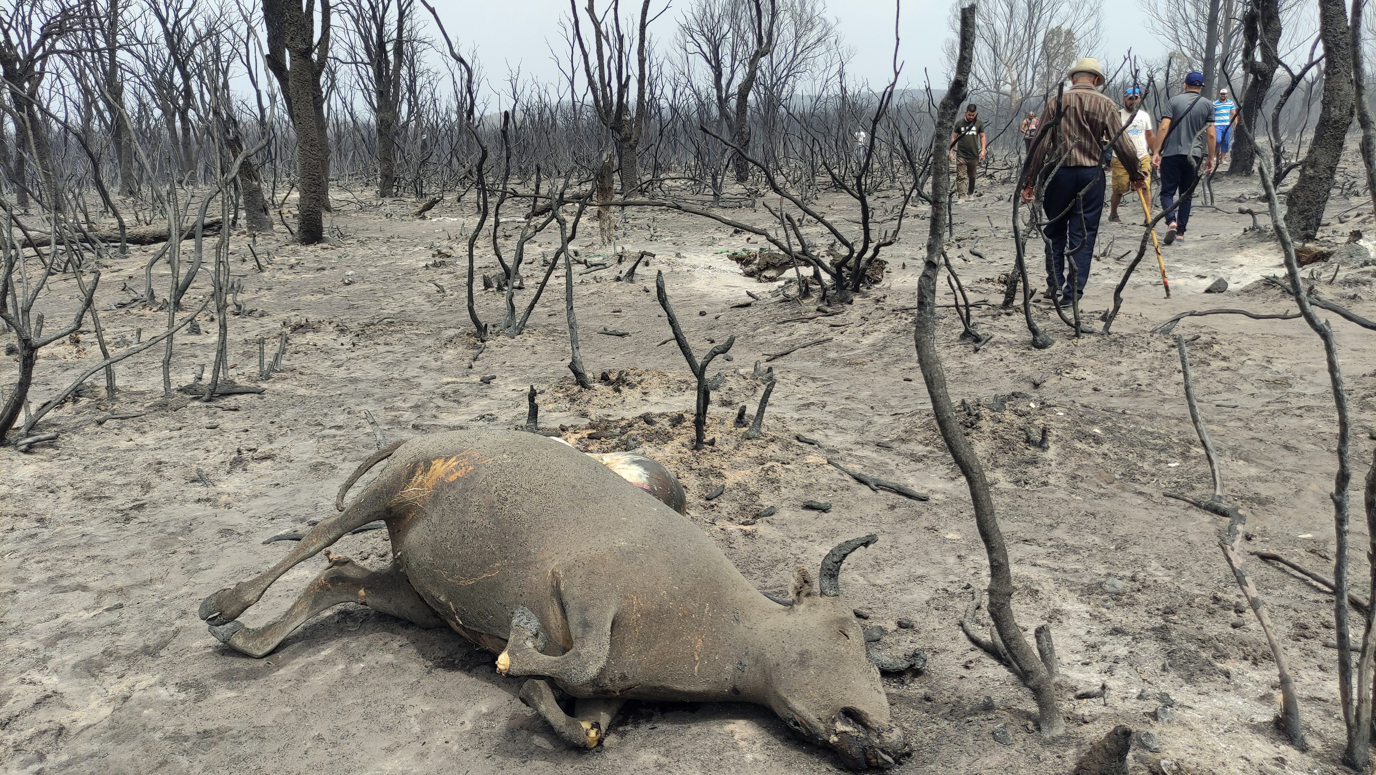 Imagen del bosque de El Kala, en la provincia de El Tarf, tras el paso de las llamas