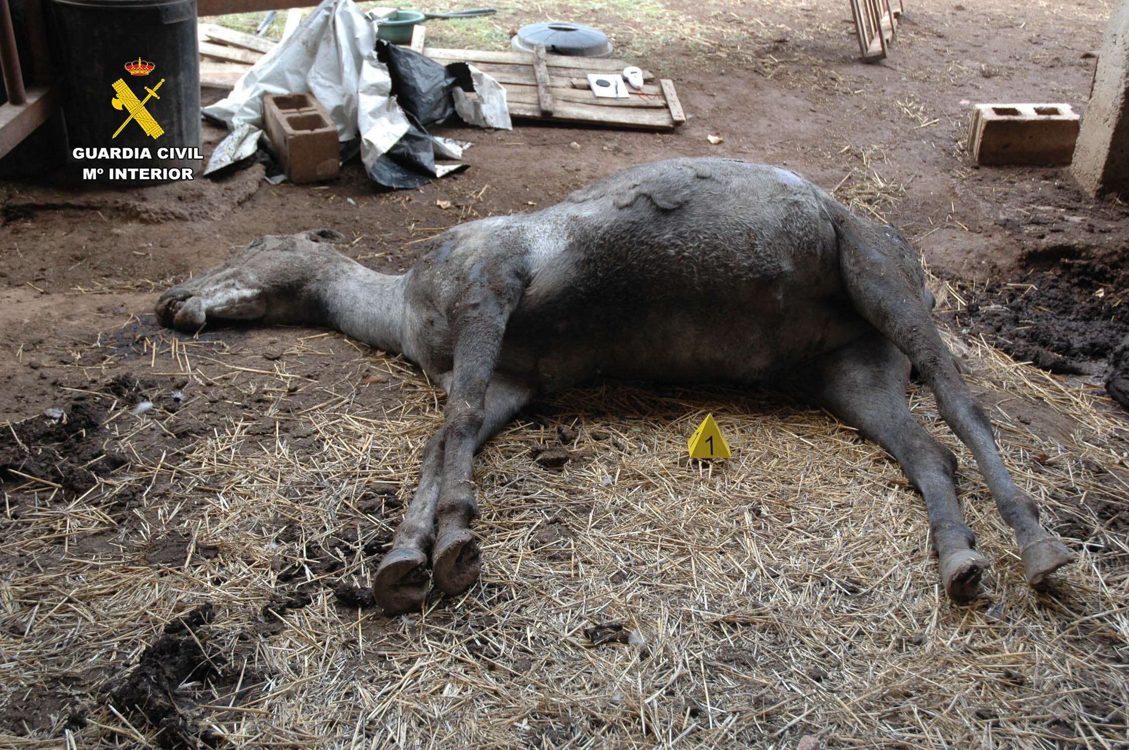 Maltrato animal en La Rioja: dos caballos muertos en estado de descomposición