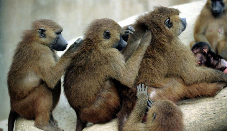 Monos babuinos en el zoo de Vincennes