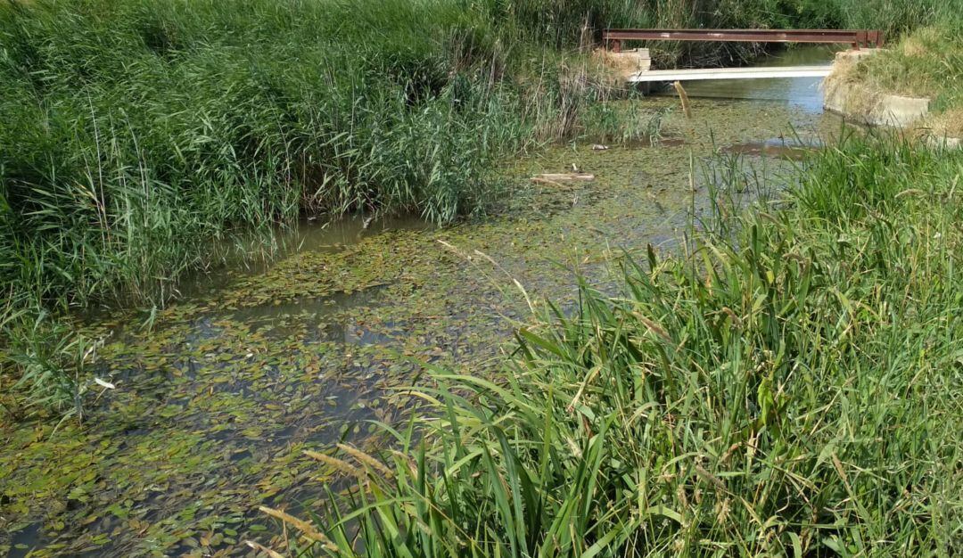 Acequias con agua estancada