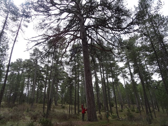 Pino del Tío Rojo en la Serranía de Cuenca.