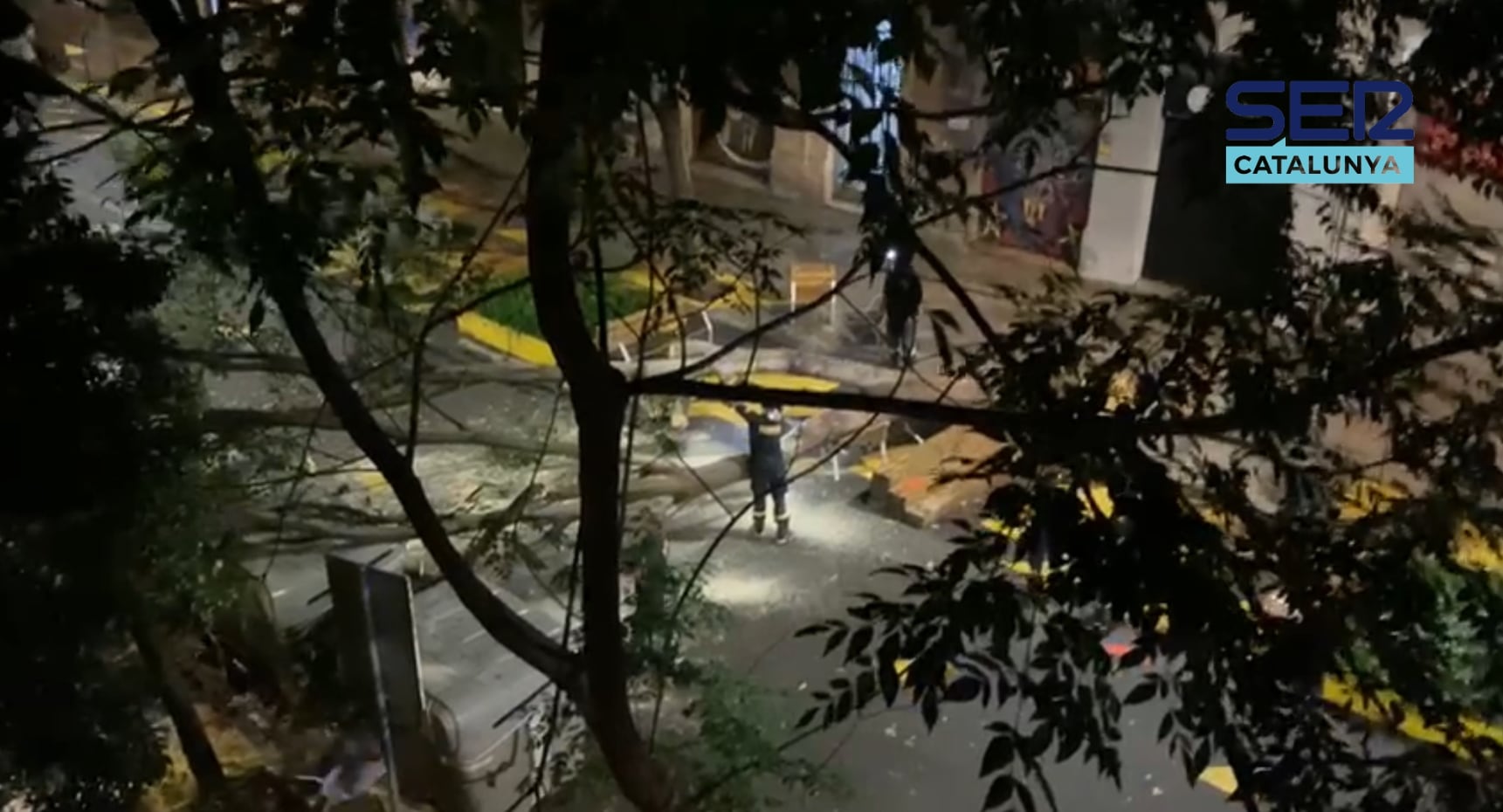 Aquesta matinada ha caigut un arbre al mig del carrer Comte Borrell (Barcelona) / SER Catalunya