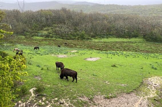 Nuevas hembras en la Reserva del Bisonte de la provincia
