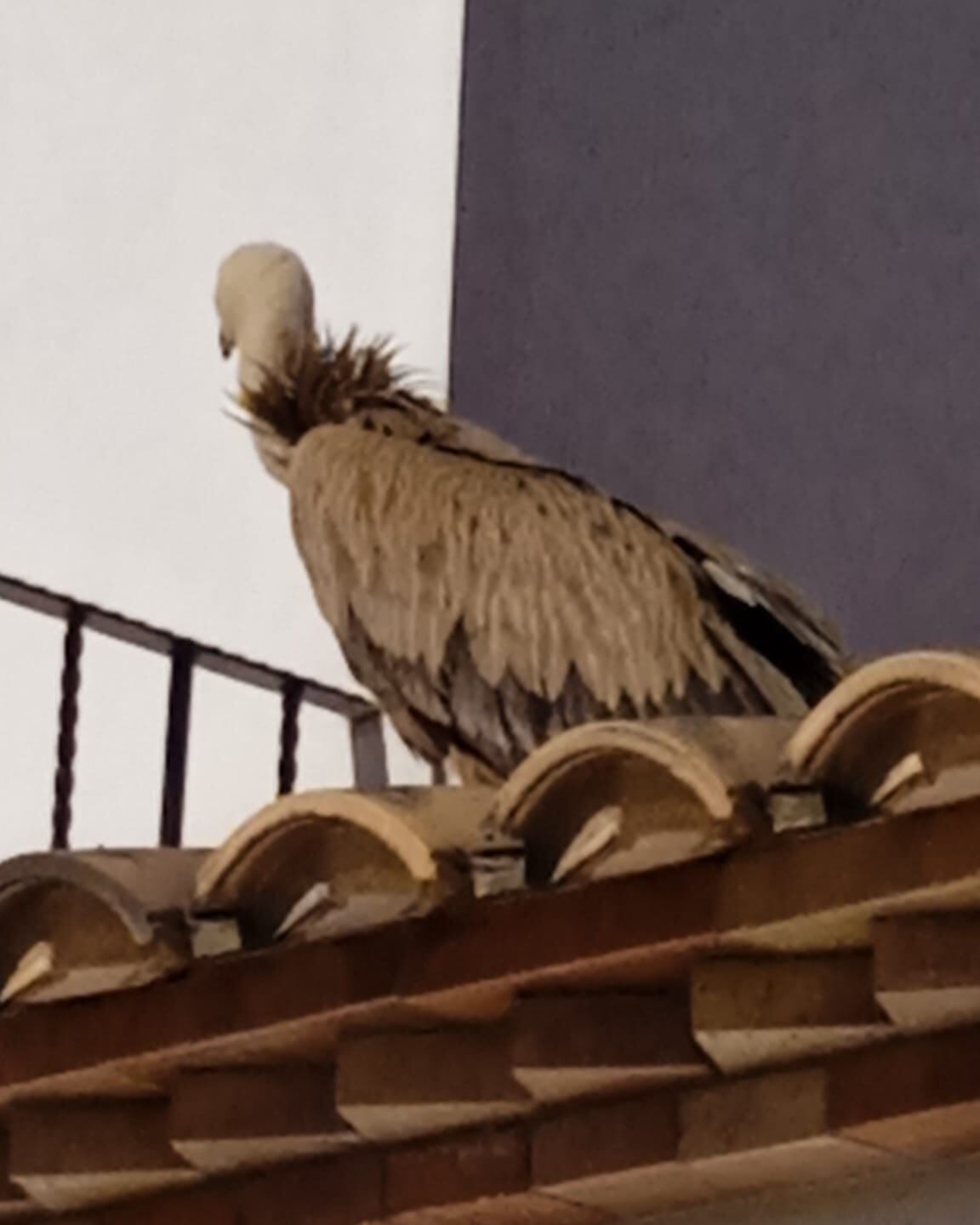 Buitre leonado en los tejados de Caudete