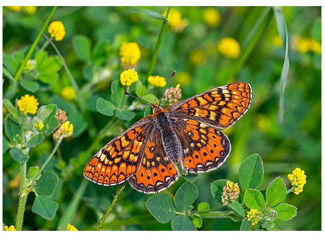 Mariposa diurna / Autor: Carmelo Peciña. Creative Commons Attribution-Share Alike 2.0