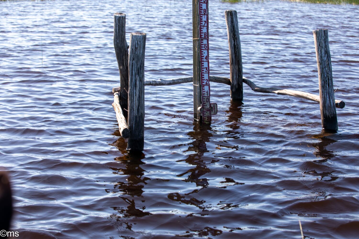 Espacio Natural de Doñana (mayo de 2025)
