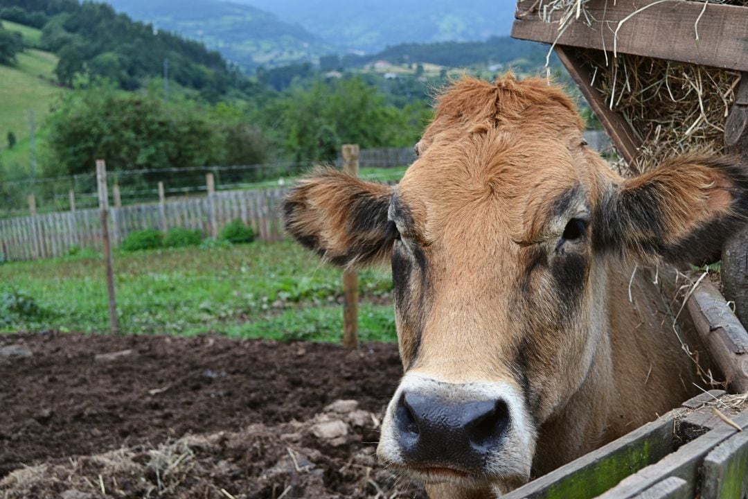 Una vaca dentro de una finca en Asturias. 