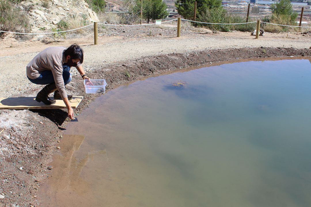 Suelta del Fartet en la nueva balsa de Novelda